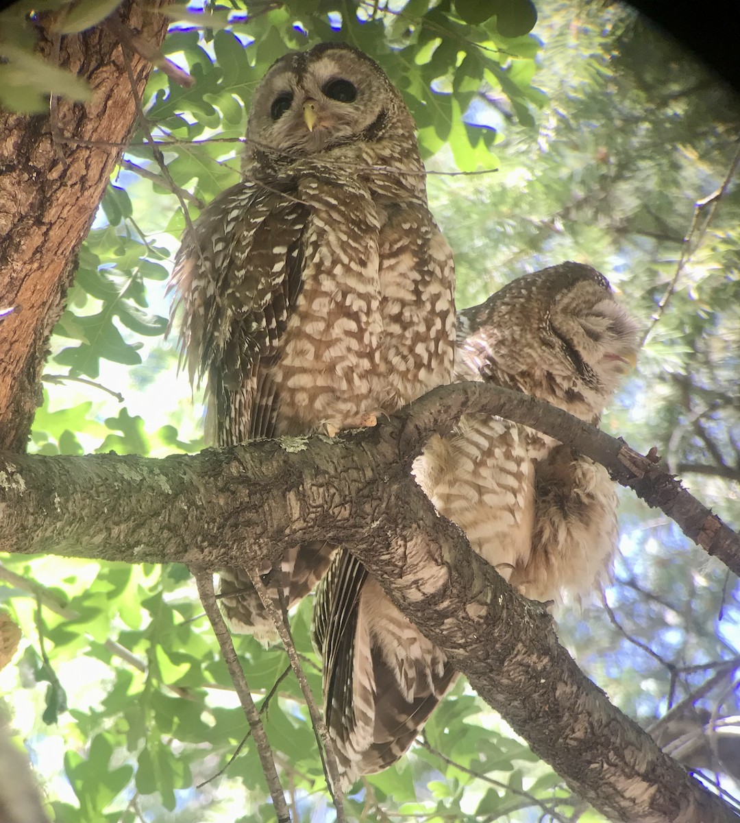 Spotted Owl (Mexican) - Jason Horn