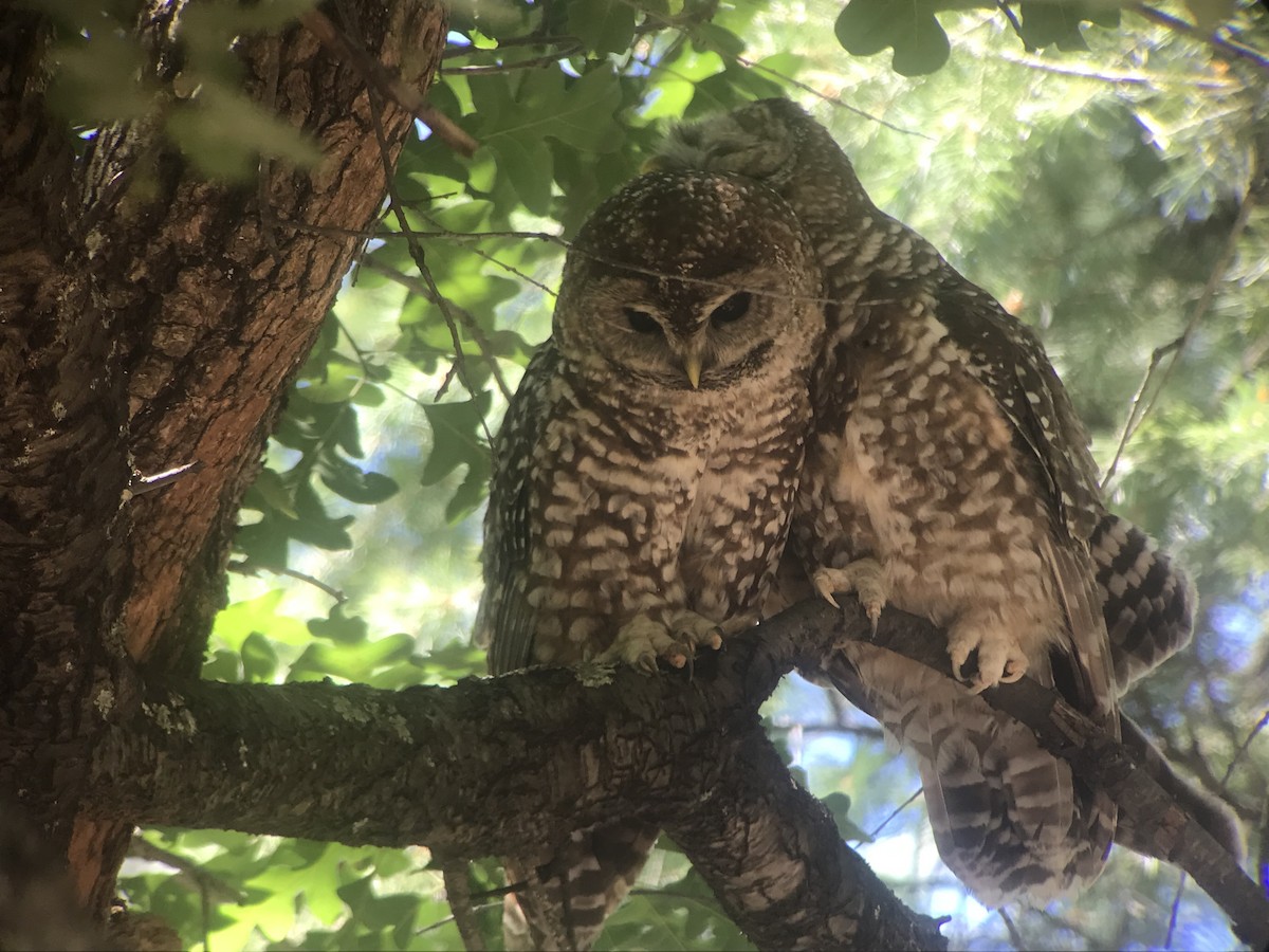 Spotted Owl (Mexican) - ML615779836