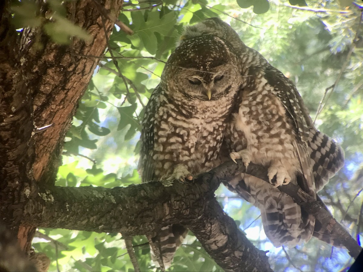Spotted Owl (Mexican) - ML615779837