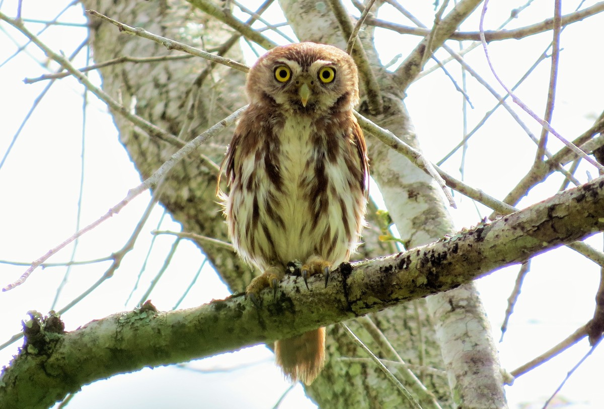 Ferruginous Pygmy-Owl - ML61577991