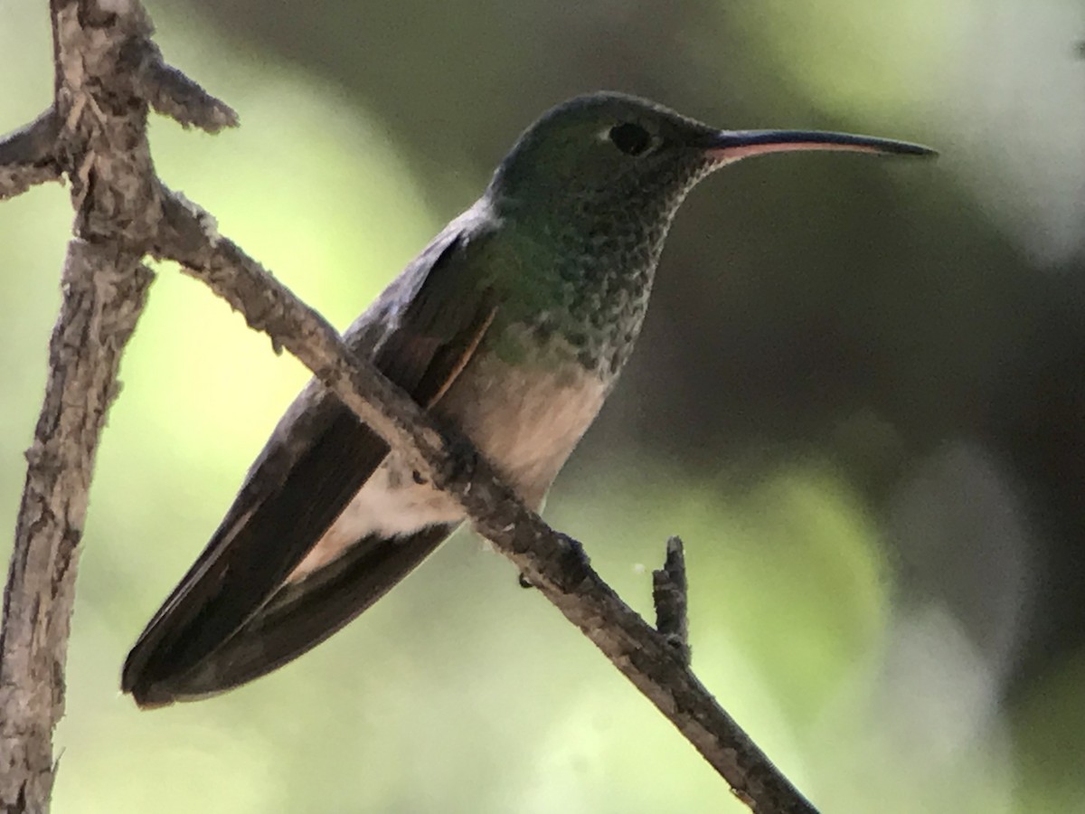 kolibřík mexický - ML615779930