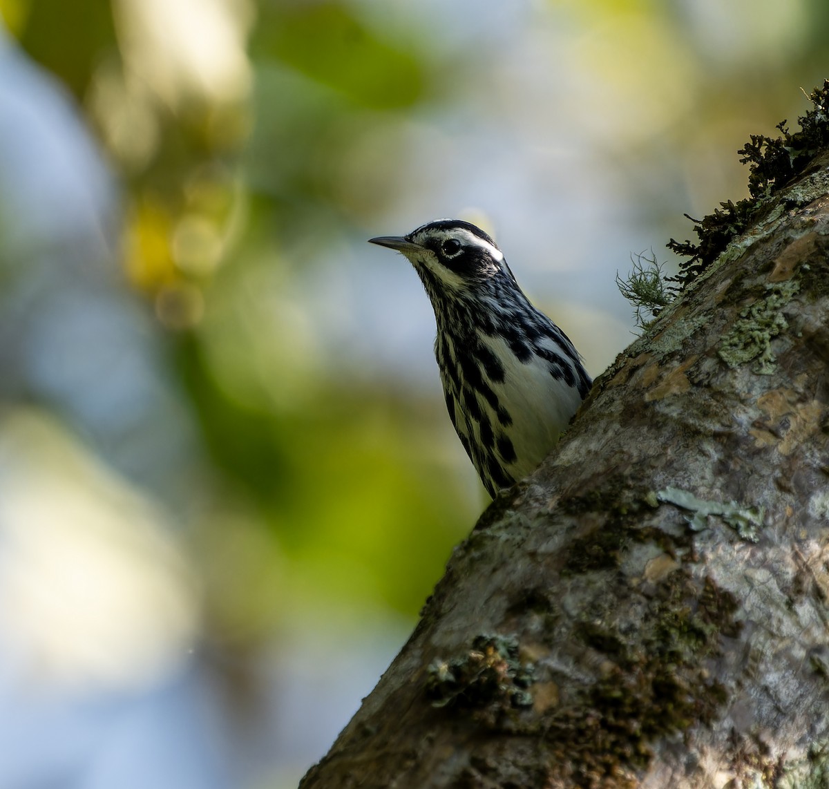 Black-and-white Warbler - ML615779948