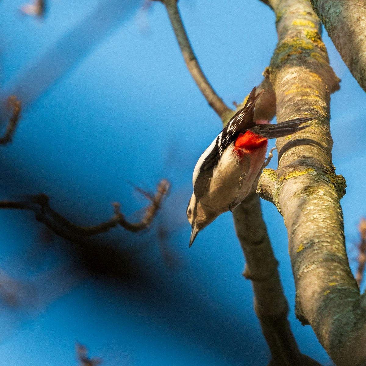 Great Spotted Woodpecker - ML615780043