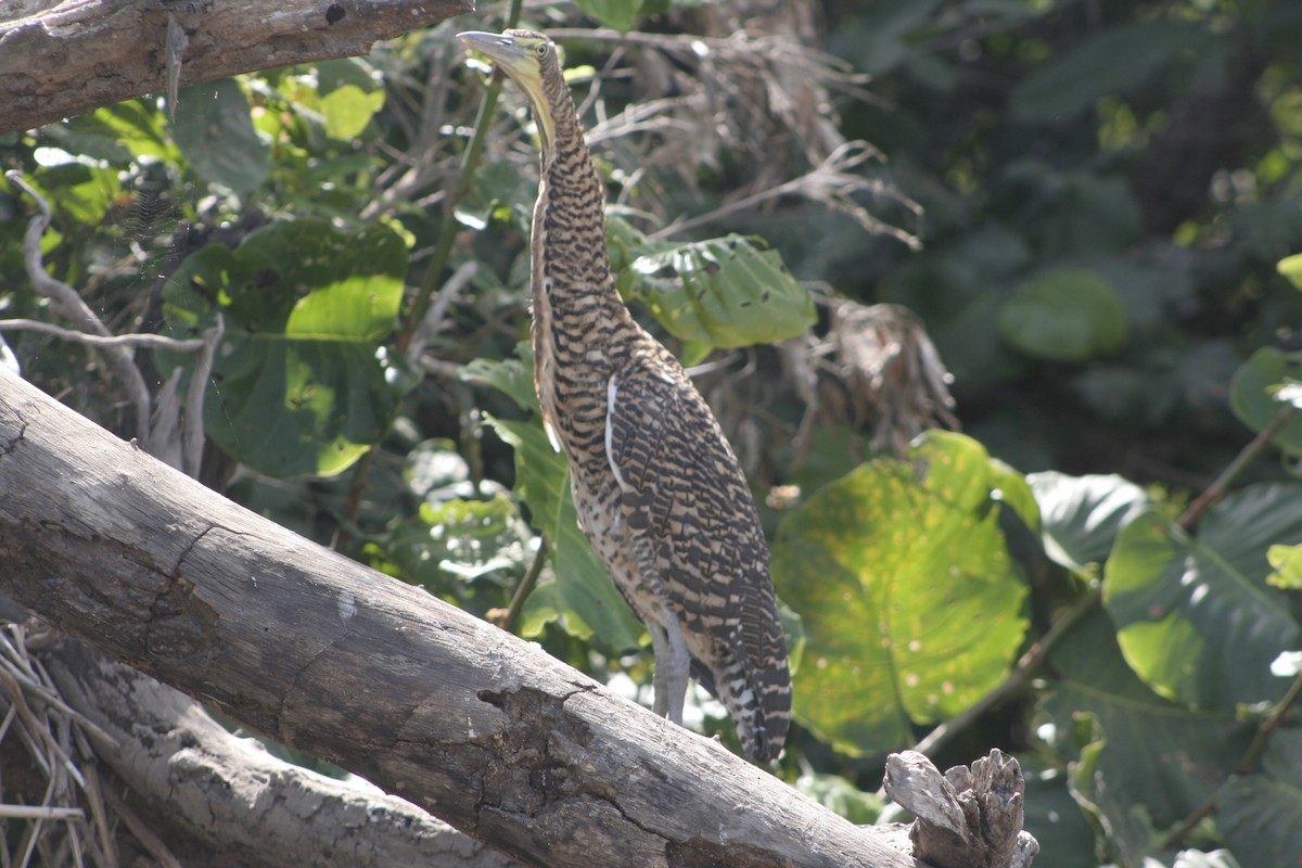 Bare-throated Tiger-Heron - Susanne Williams
