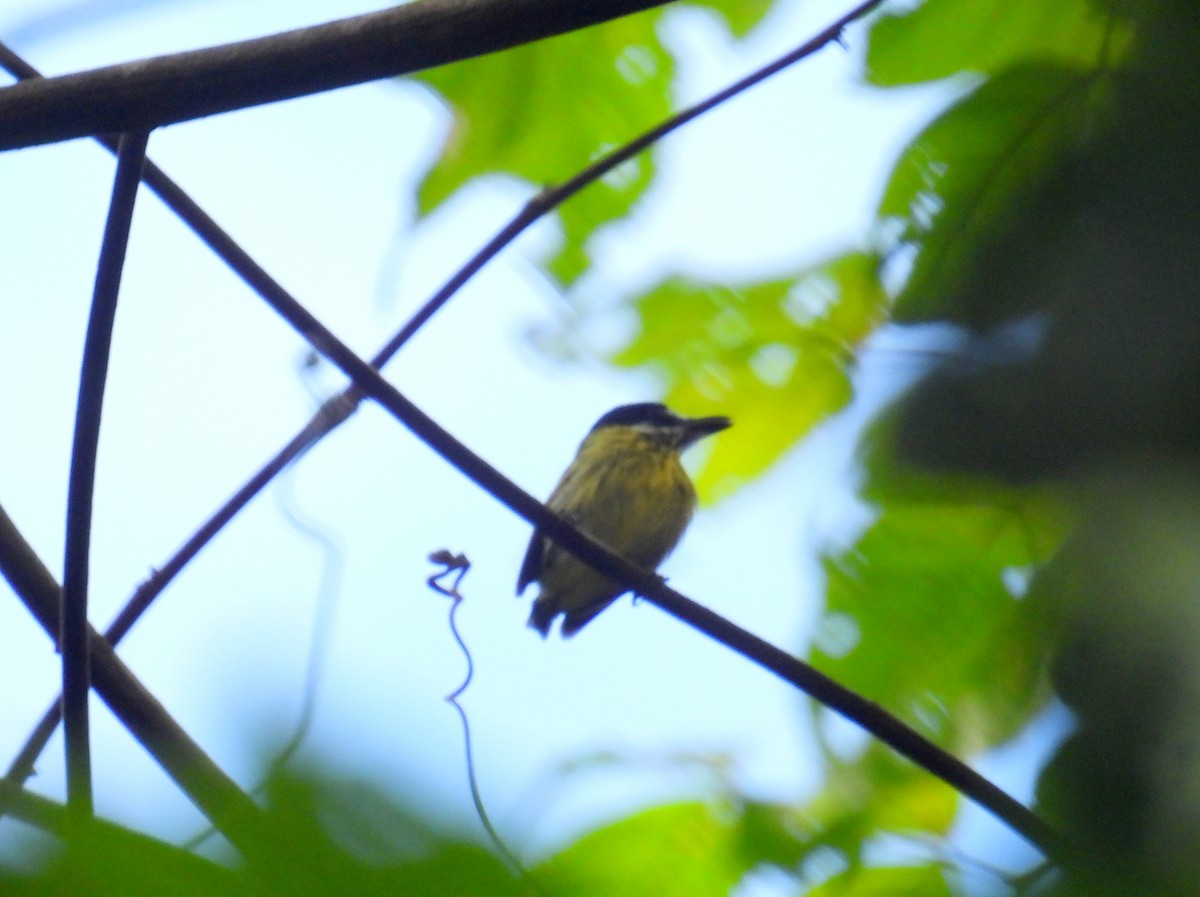 Painted Tody-Flycatcher - ML615780078