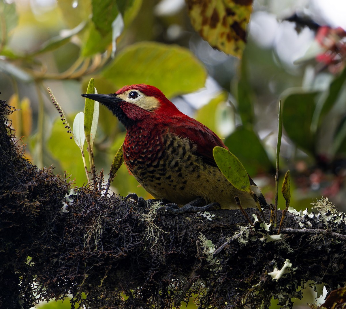 Crimson-mantled Woodpecker - ML615780079