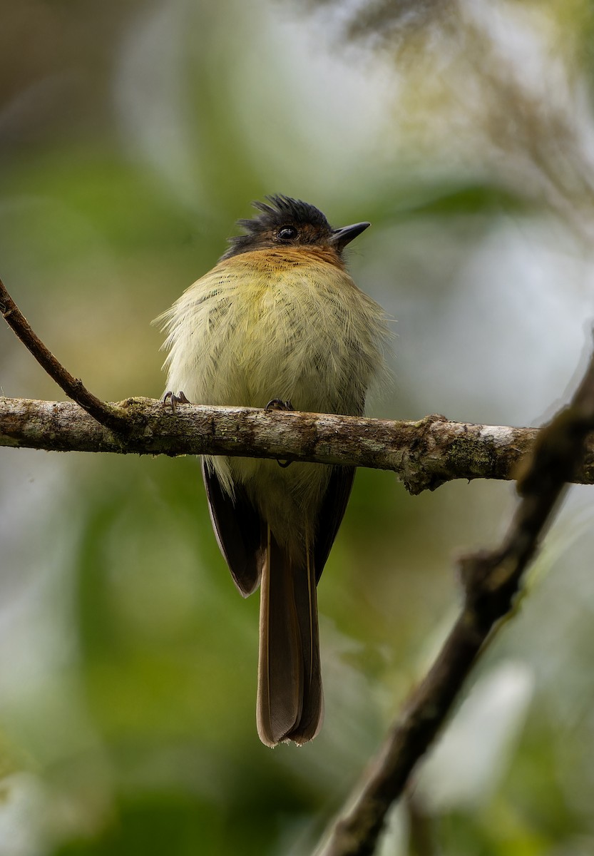 Rufous-breasted Flycatcher - ML615780090