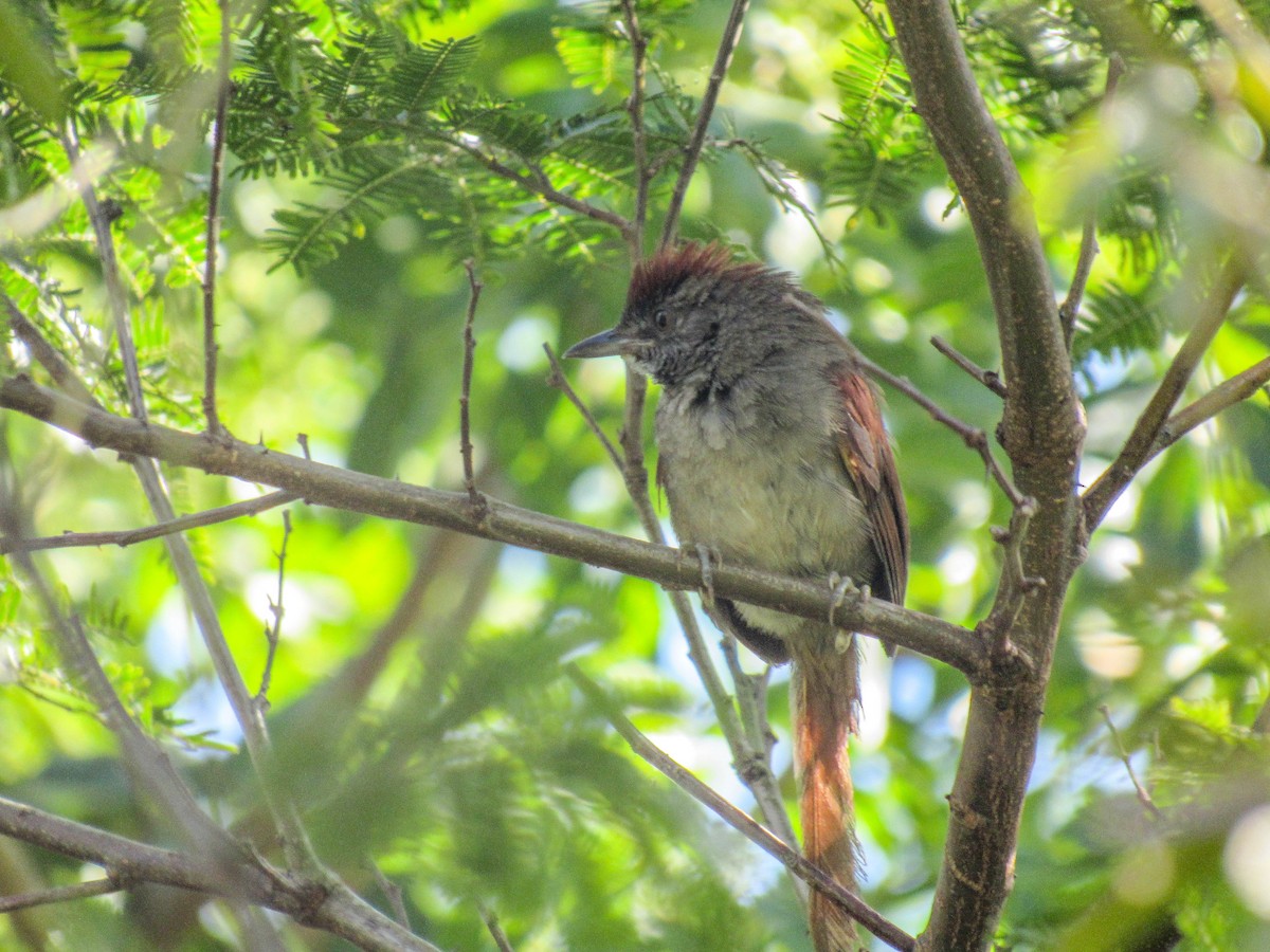 Sooty-fronted Spinetail - ML615780211