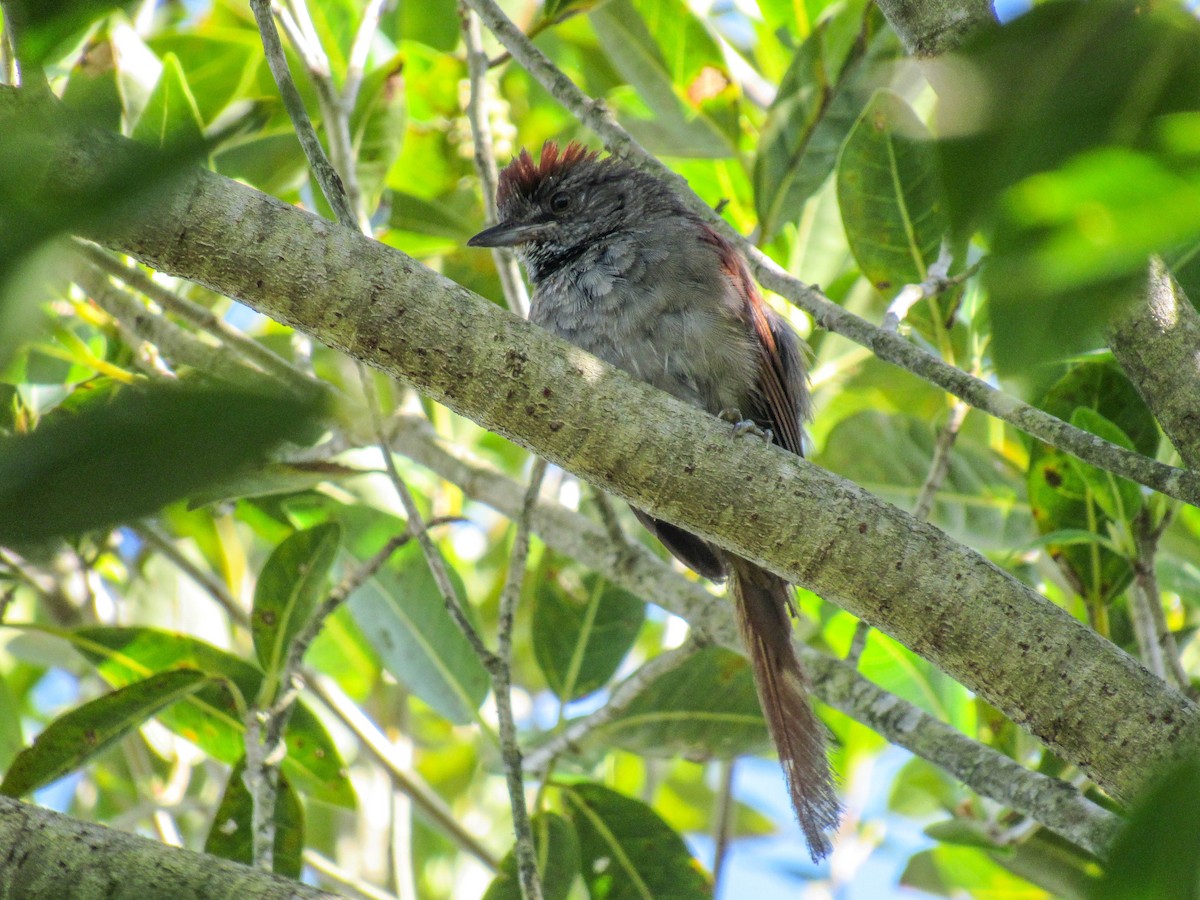 Sooty-fronted Spinetail - ML615780212