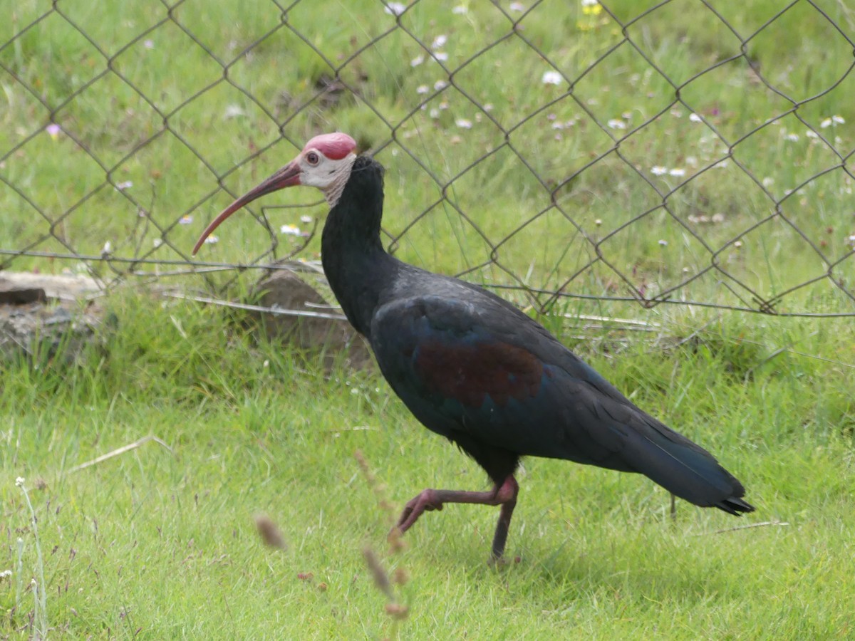 ibis jihoafrický - ML615780377