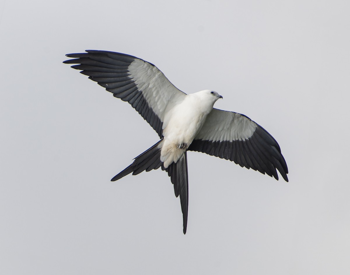 Swallow-tailed Kite - ML615780416