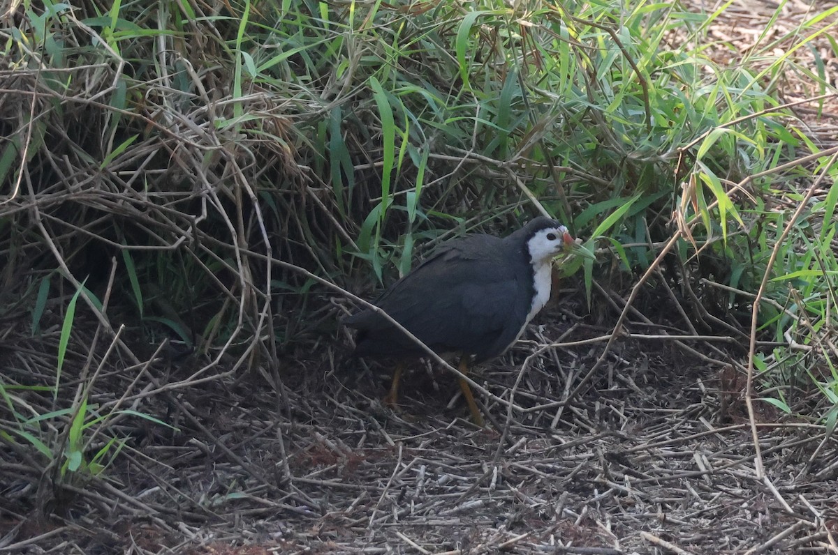 White-breasted Waterhen - 亭 陳