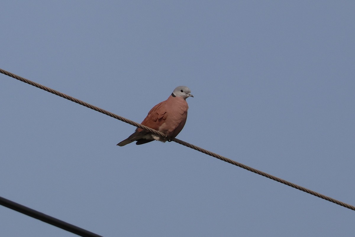 Red Collared-Dove - 亭 陳