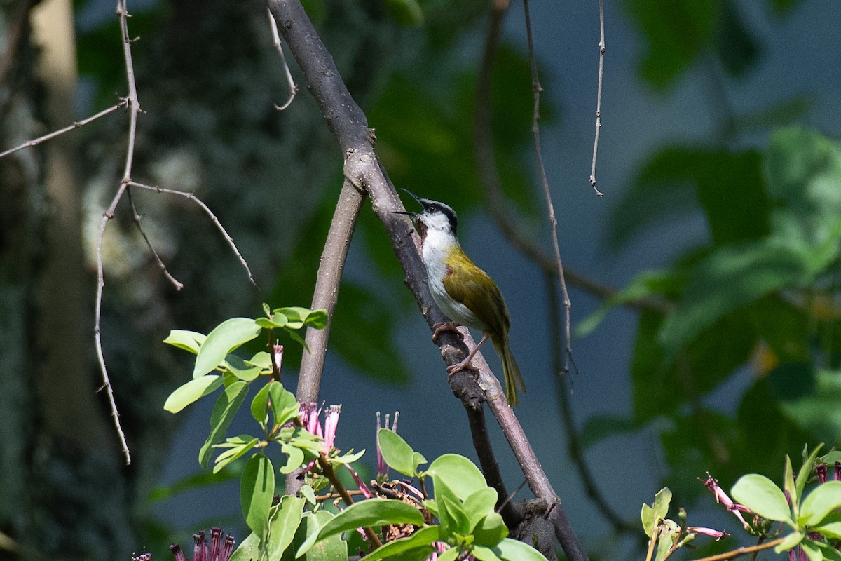 Gray-capped Warbler - ML615780643