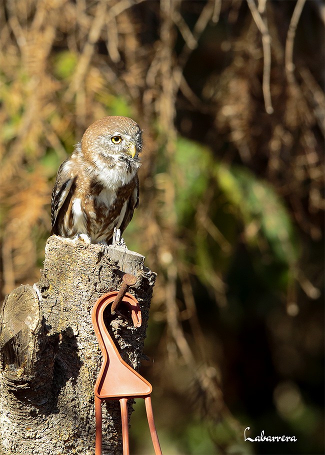 Austral Pygmy-Owl - ML615780660