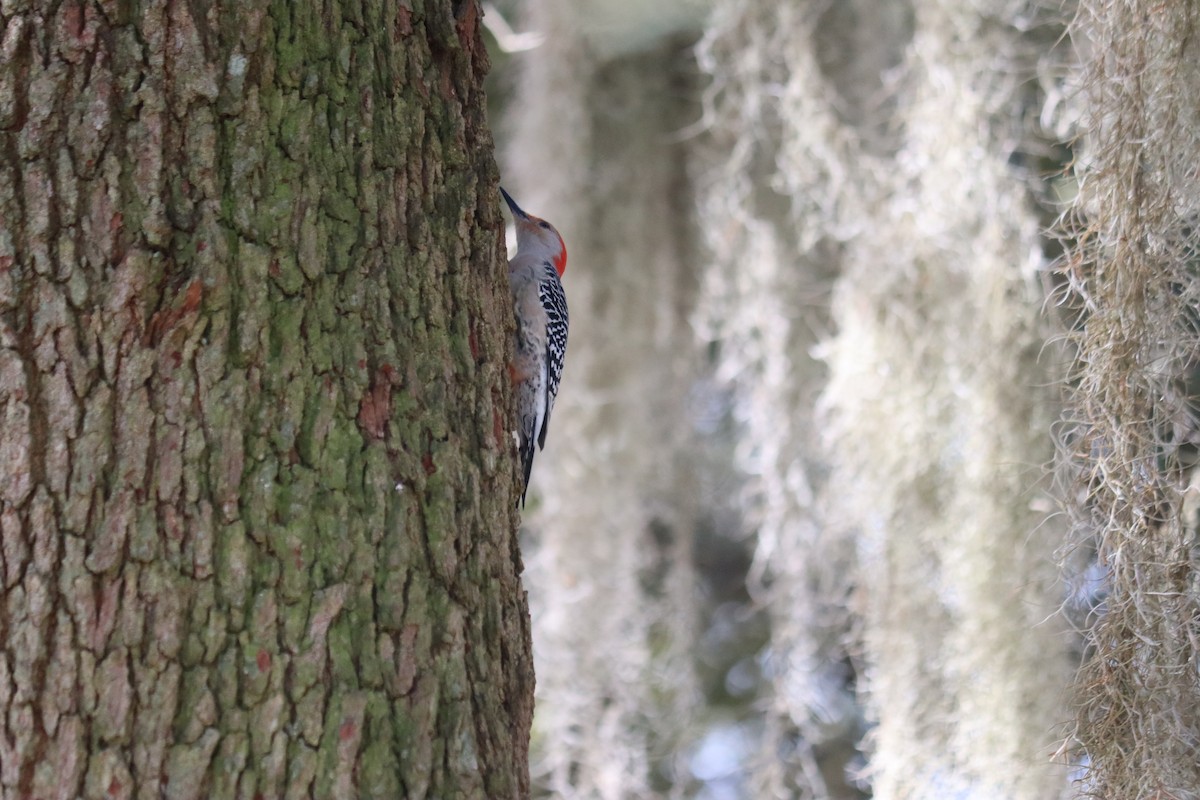 Red-bellied Woodpecker - ML615780784