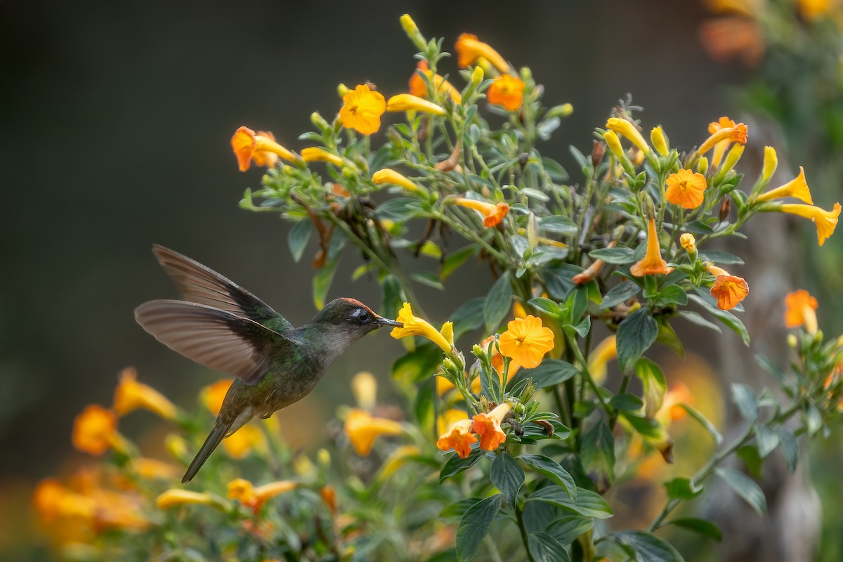 kolibřík čepičatý - ML615780856