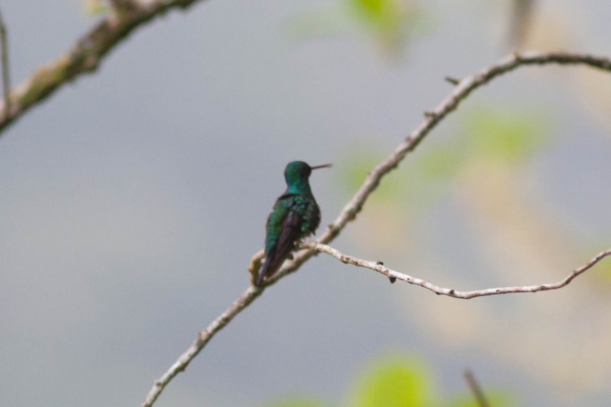kolibřík modrobradý - ML615780920