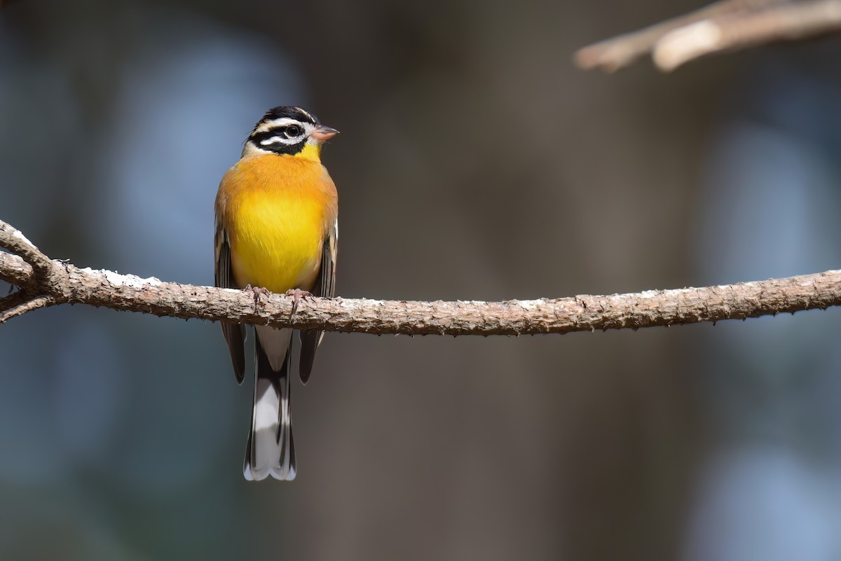 Golden-breasted Bunting - ML615781060