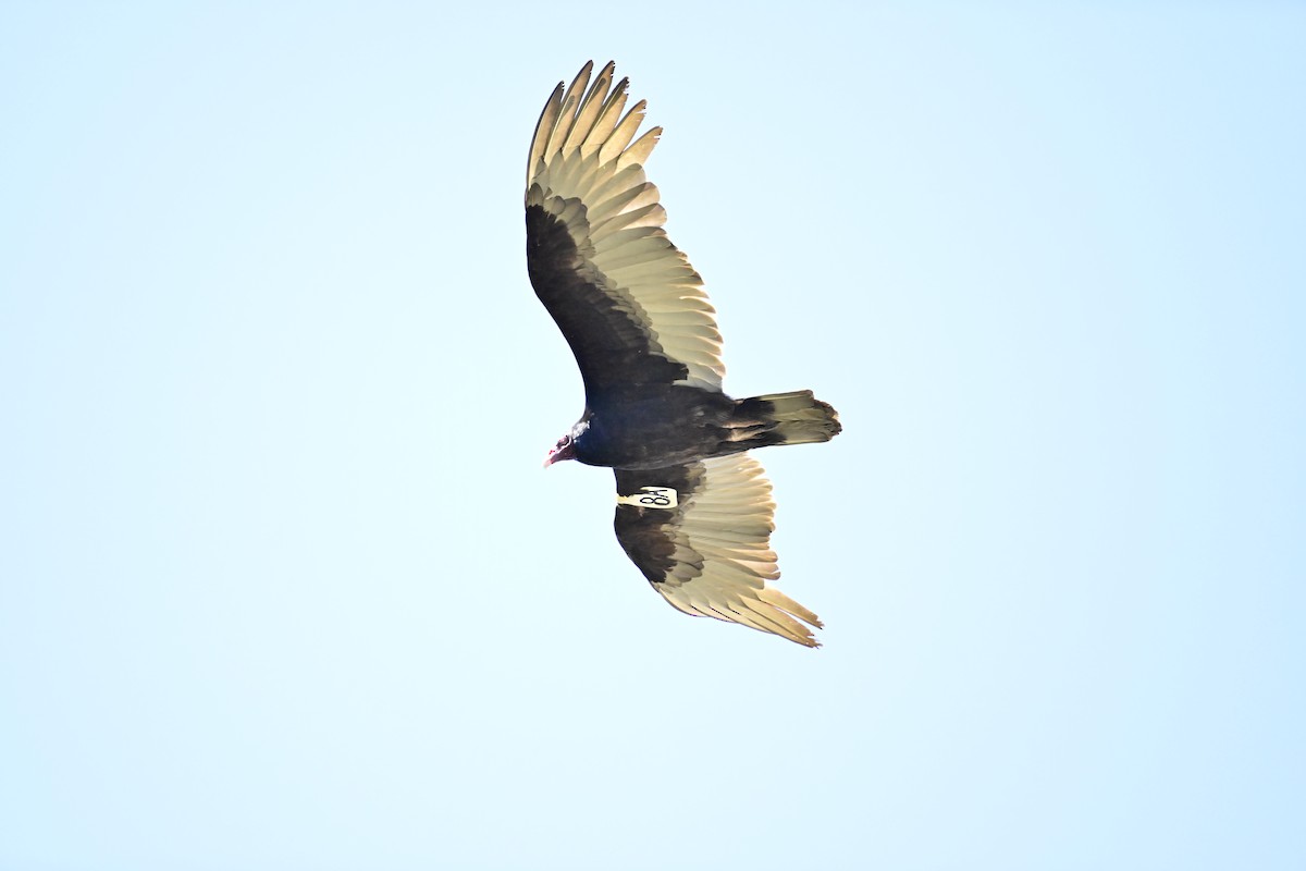 Turkey Vulture - ML615781143