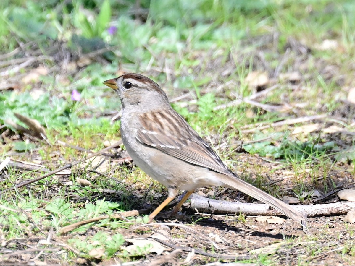 White-crowned Sparrow - ML615781146