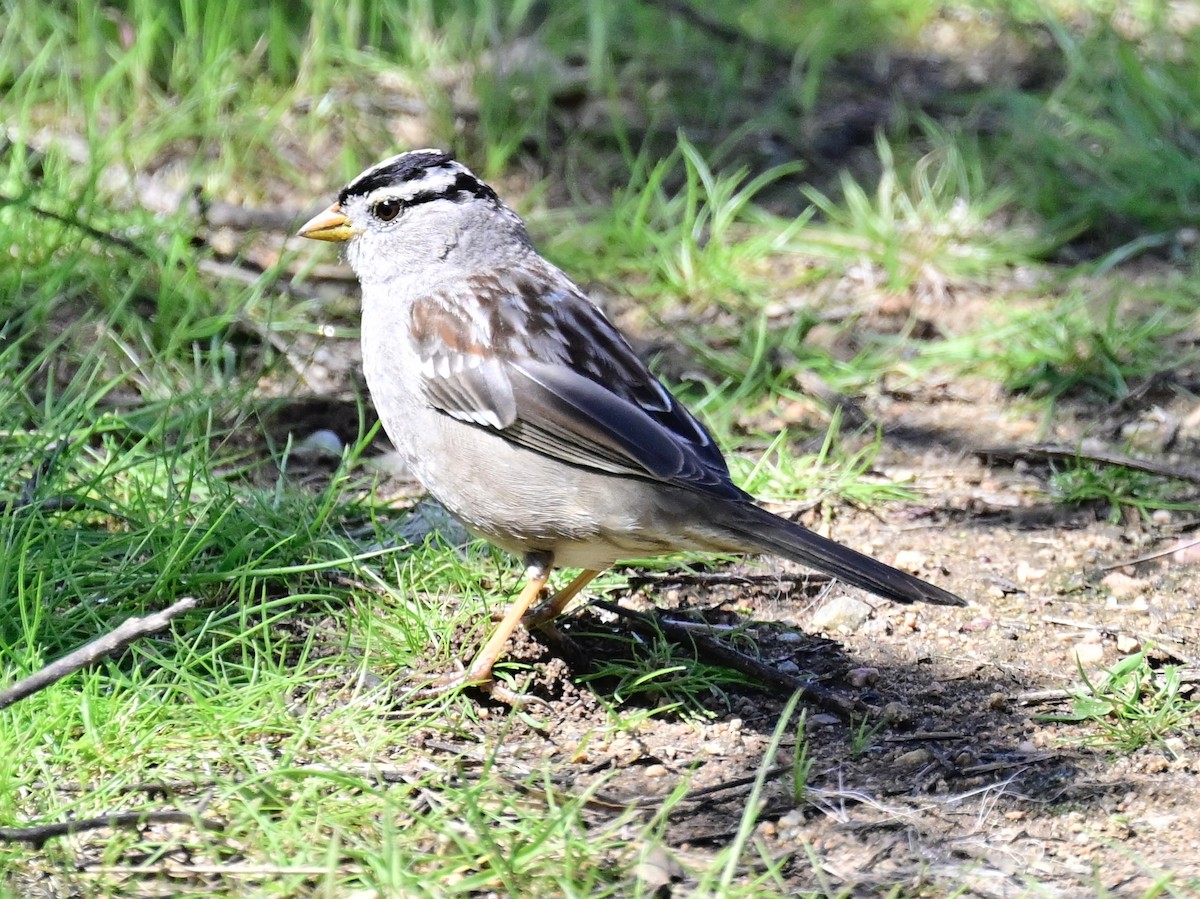 White-crowned Sparrow - Vivian Fung