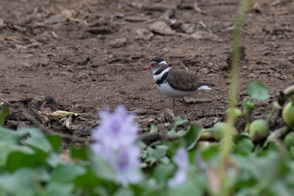 Three-banded Plover (African) - ML615781178