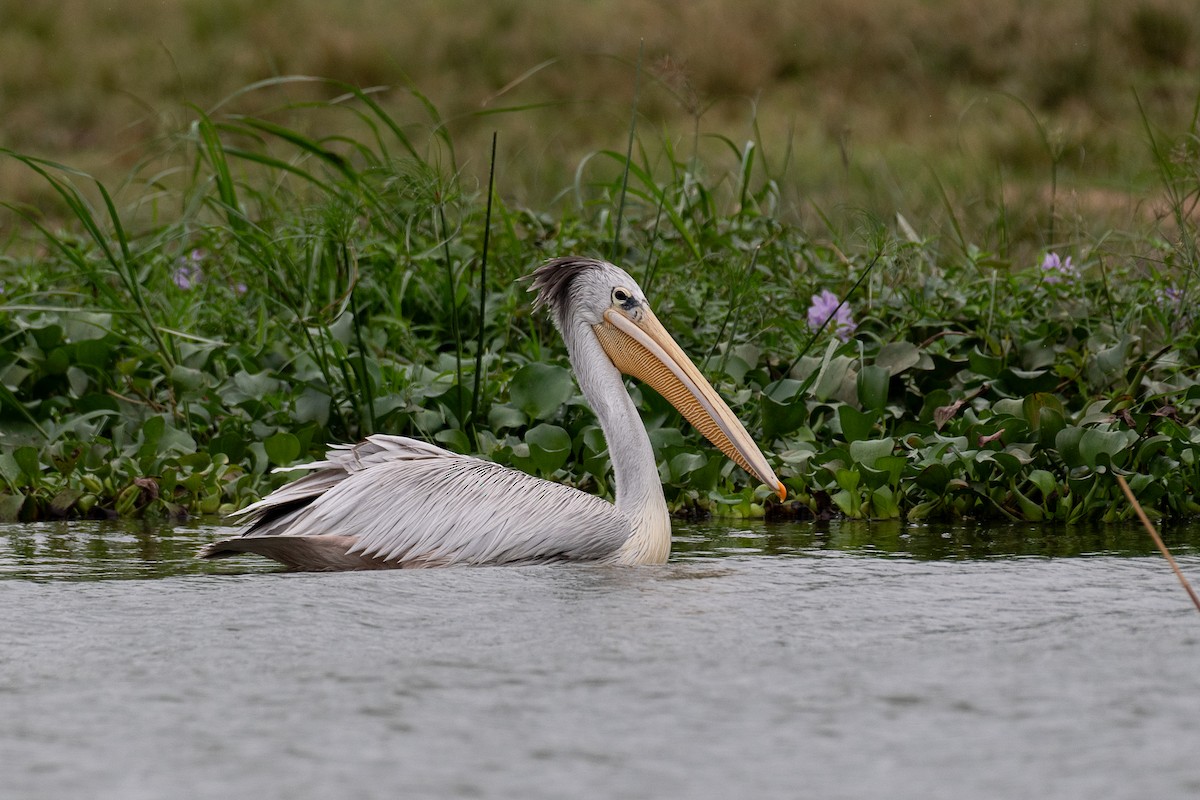 Pink-backed Pelican - ML615781199