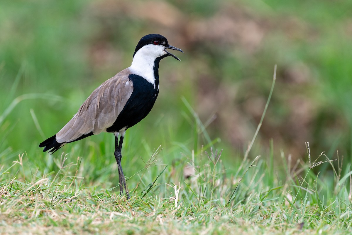Spur-winged Lapwing - ML615781209