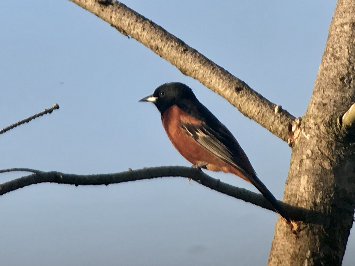 Orchard Oriole - ML615781236