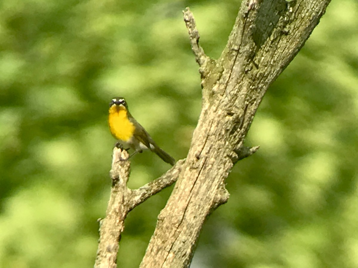 Yellow-breasted Chat - ML615781243