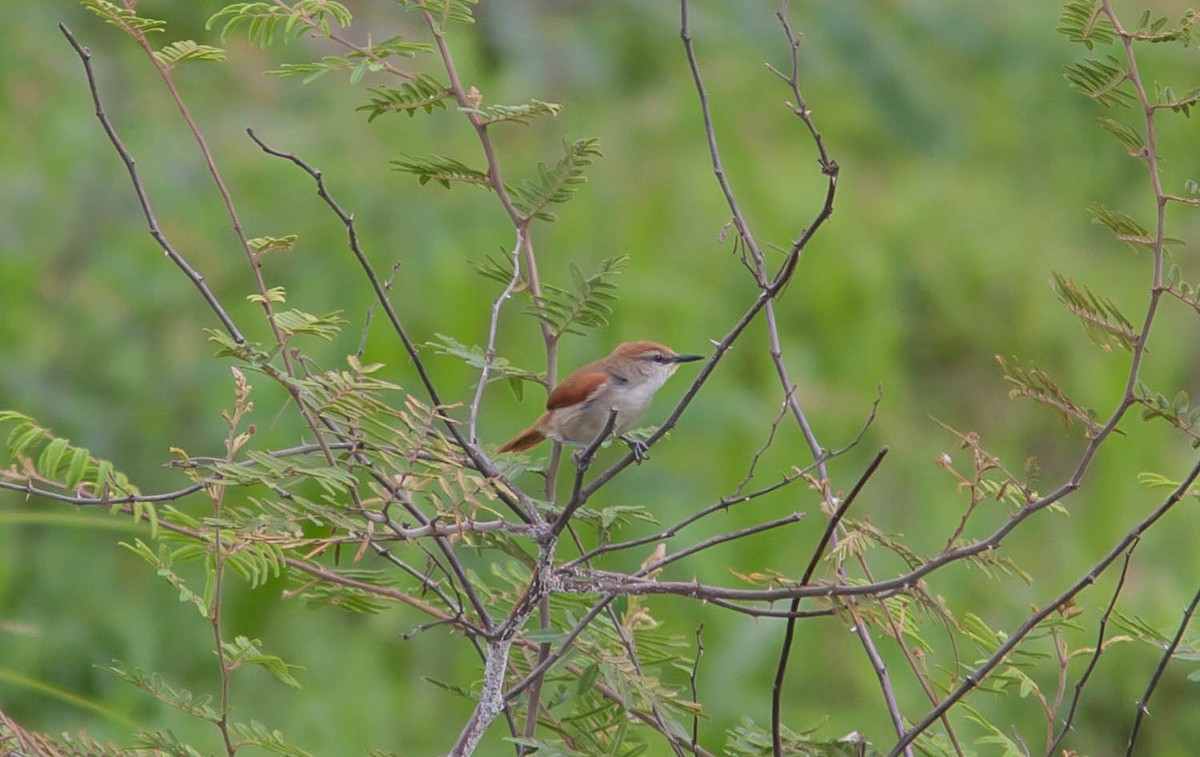 Yellow-chinned Spinetail - ML615781393