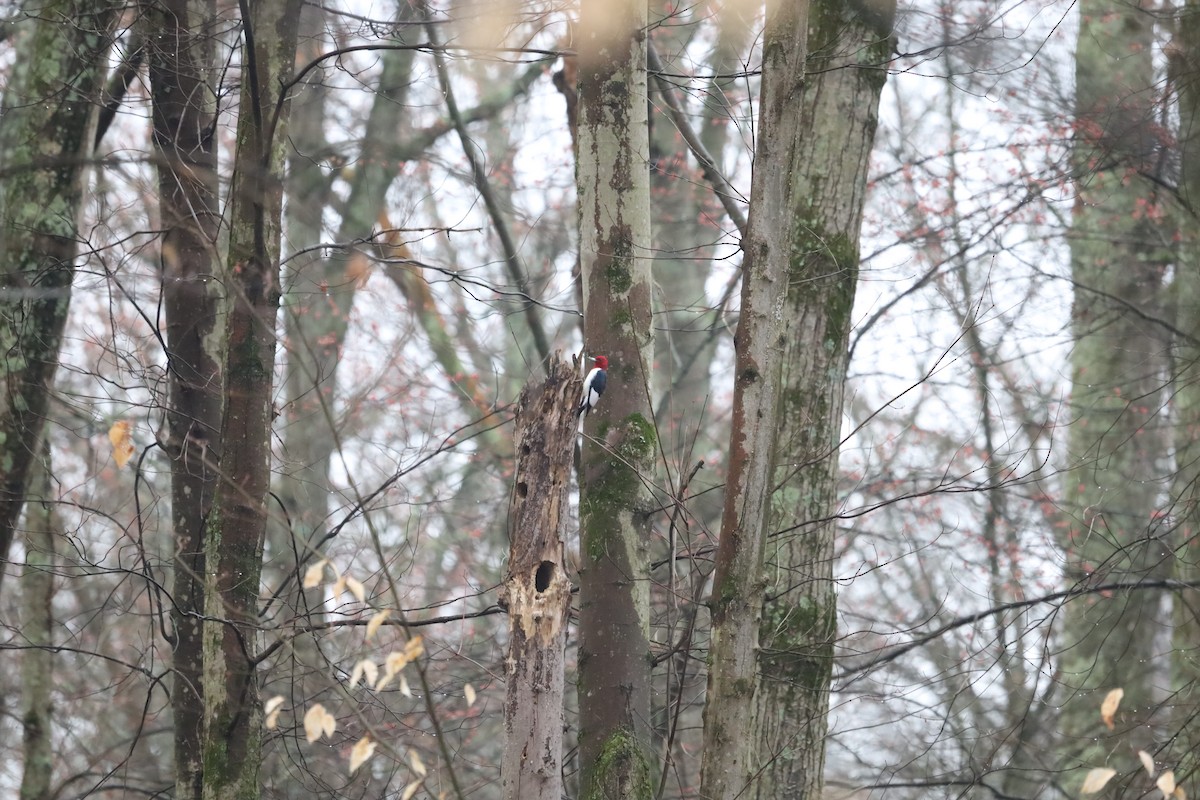 Red-headed Woodpecker - ML615781470