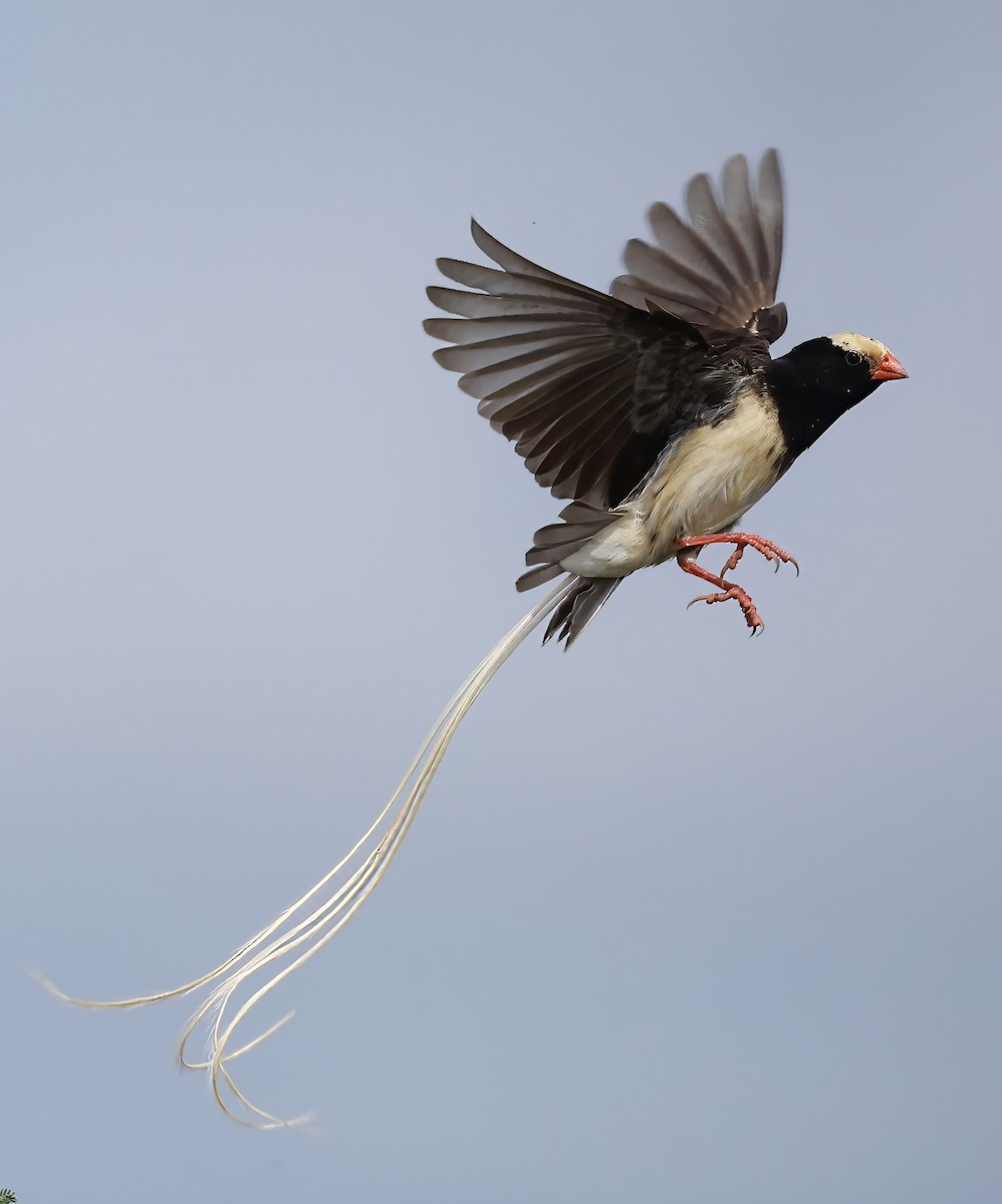 Straw-tailed Whydah - ML615781545