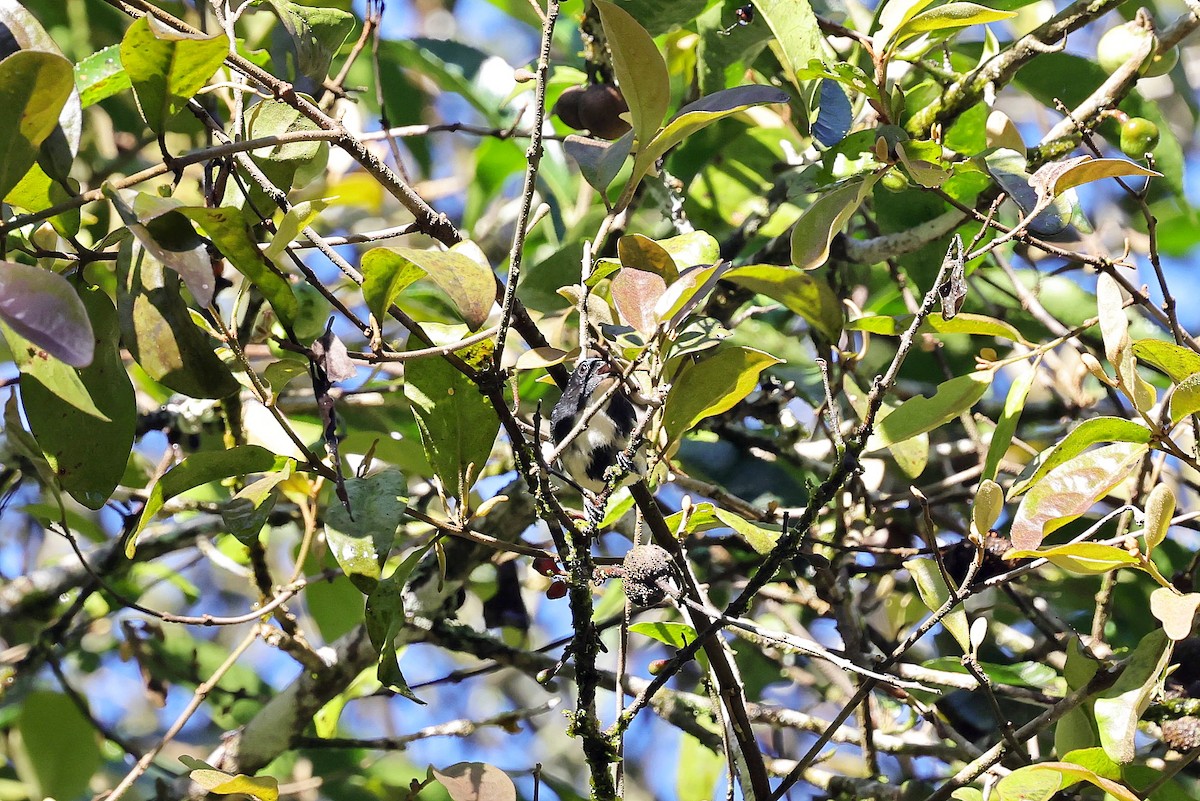 Pygmy Flowerpecker - ML615781569