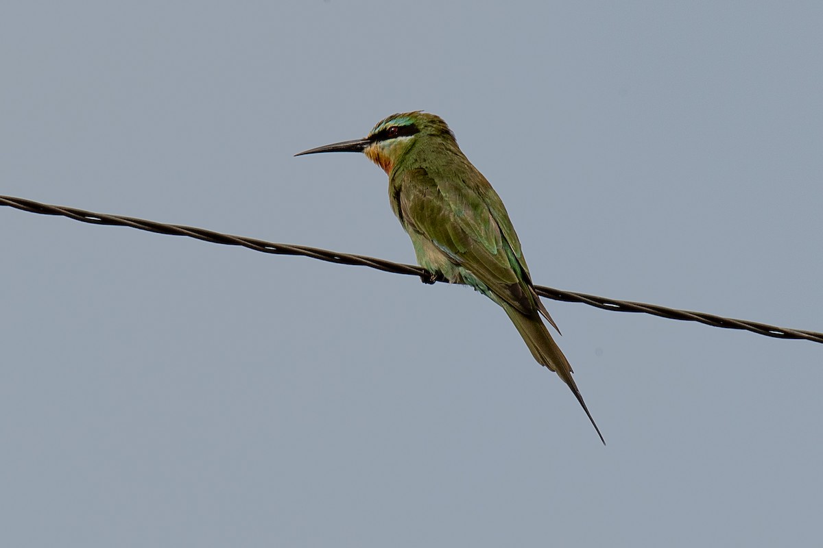 Blue-cheeked Bee-eater - ML615781584