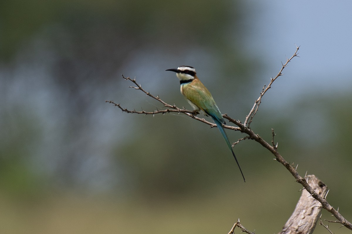 White-throated Bee-eater - ML615781593