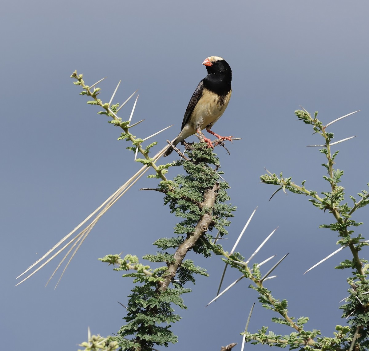 Straw-tailed Whydah - ML615781609