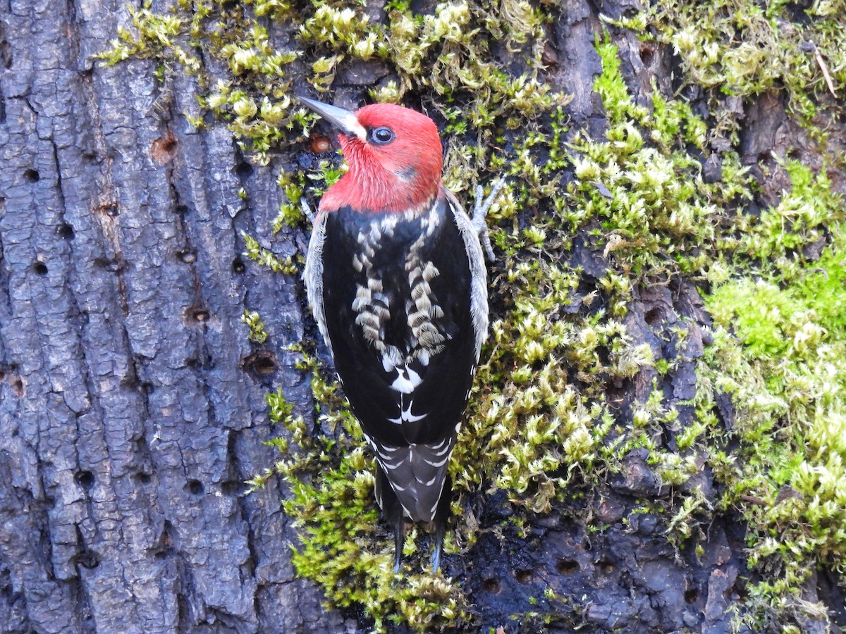 Red-breasted Sapsucker - ML615781706