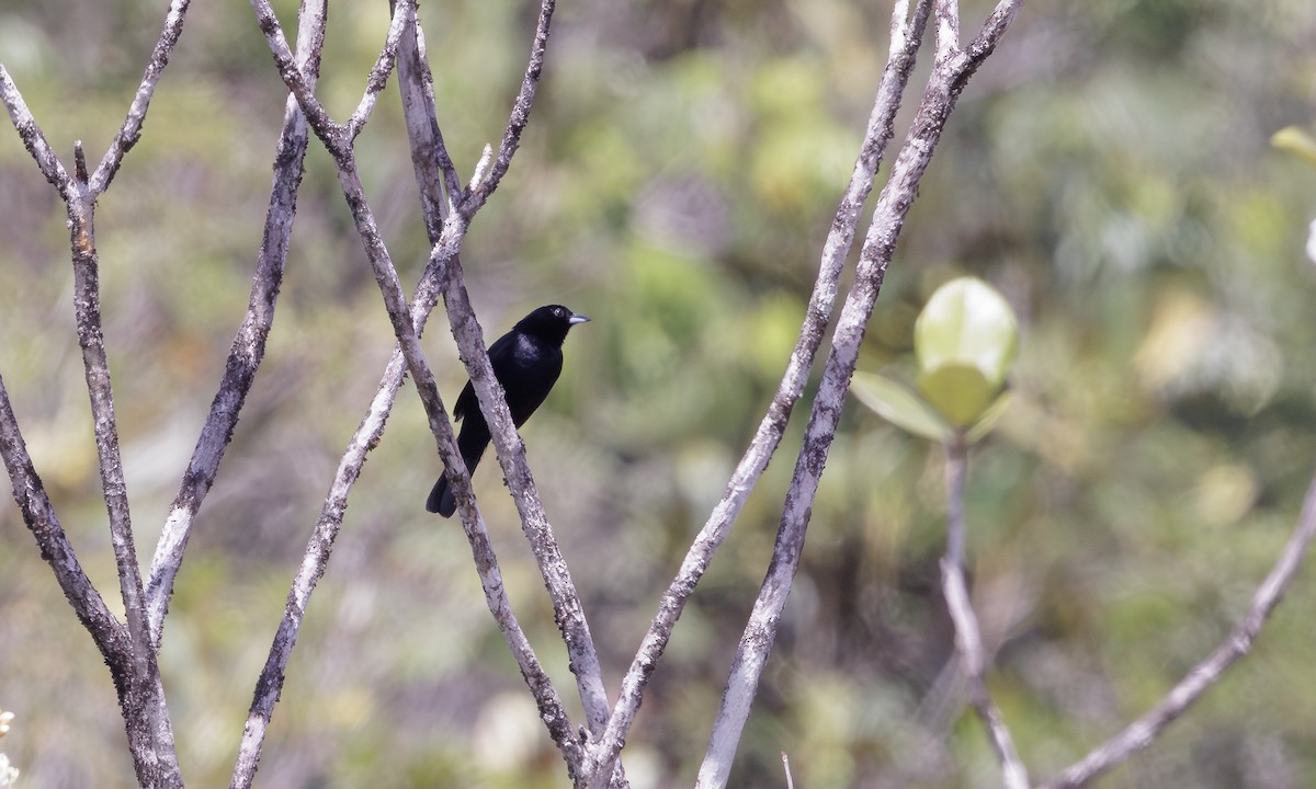 Red-shouldered Tanager - ML615781727