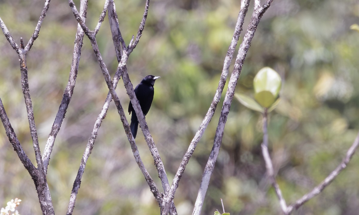 Red-shouldered Tanager - ML615781728