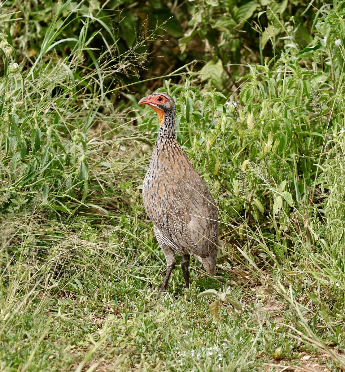 Gray-breasted Spurfowl - ML615781777