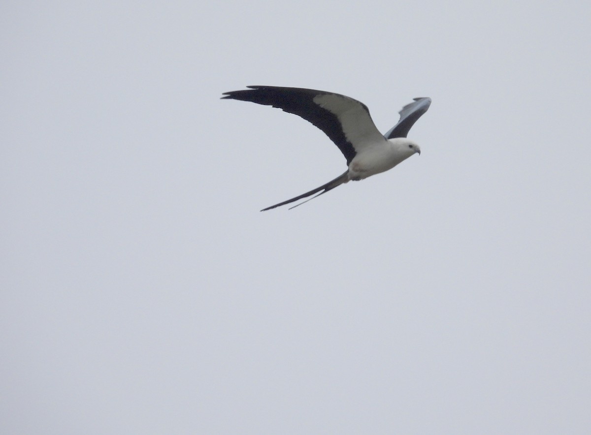 Swallow-tailed Kite - Christine Rowland