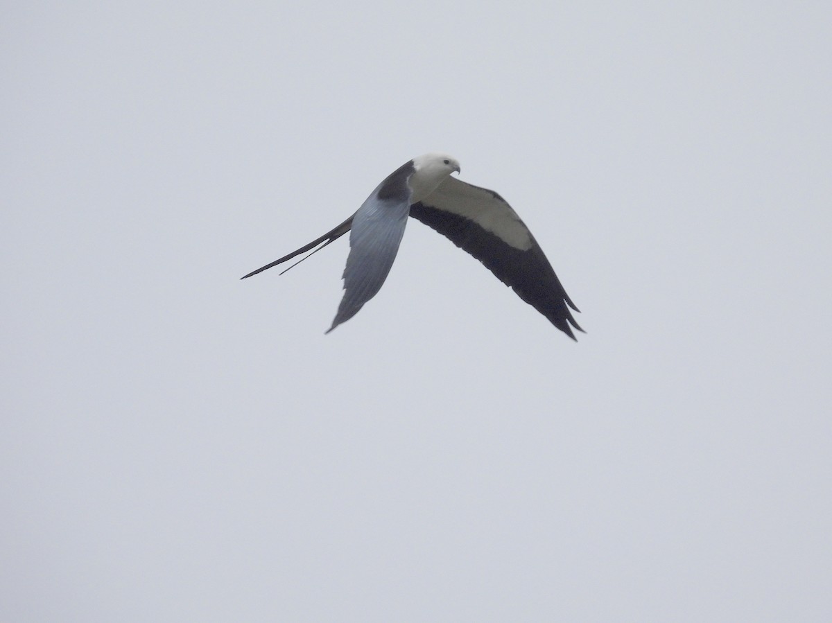Swallow-tailed Kite - ML615781798