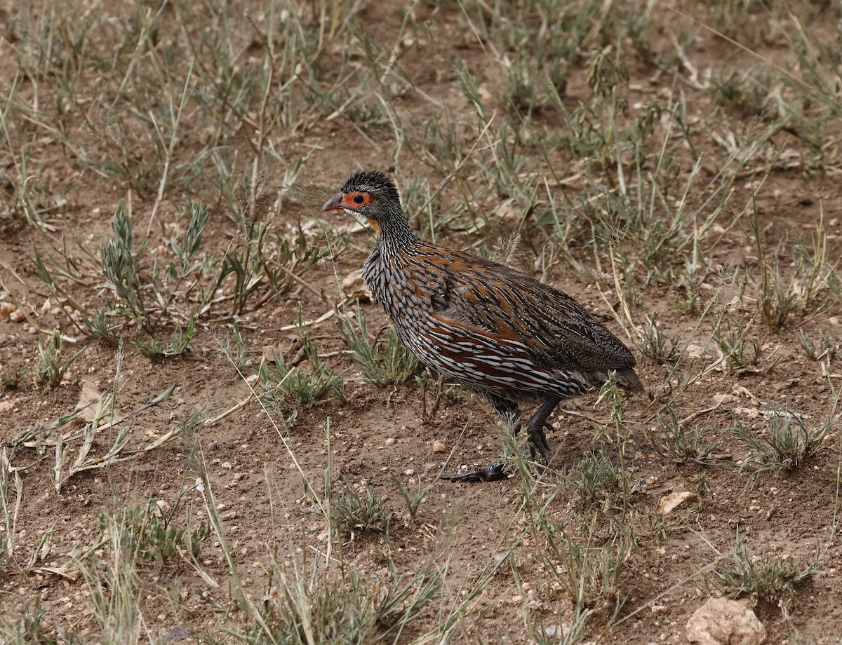 Gray-breasted Spurfowl - ML615781806