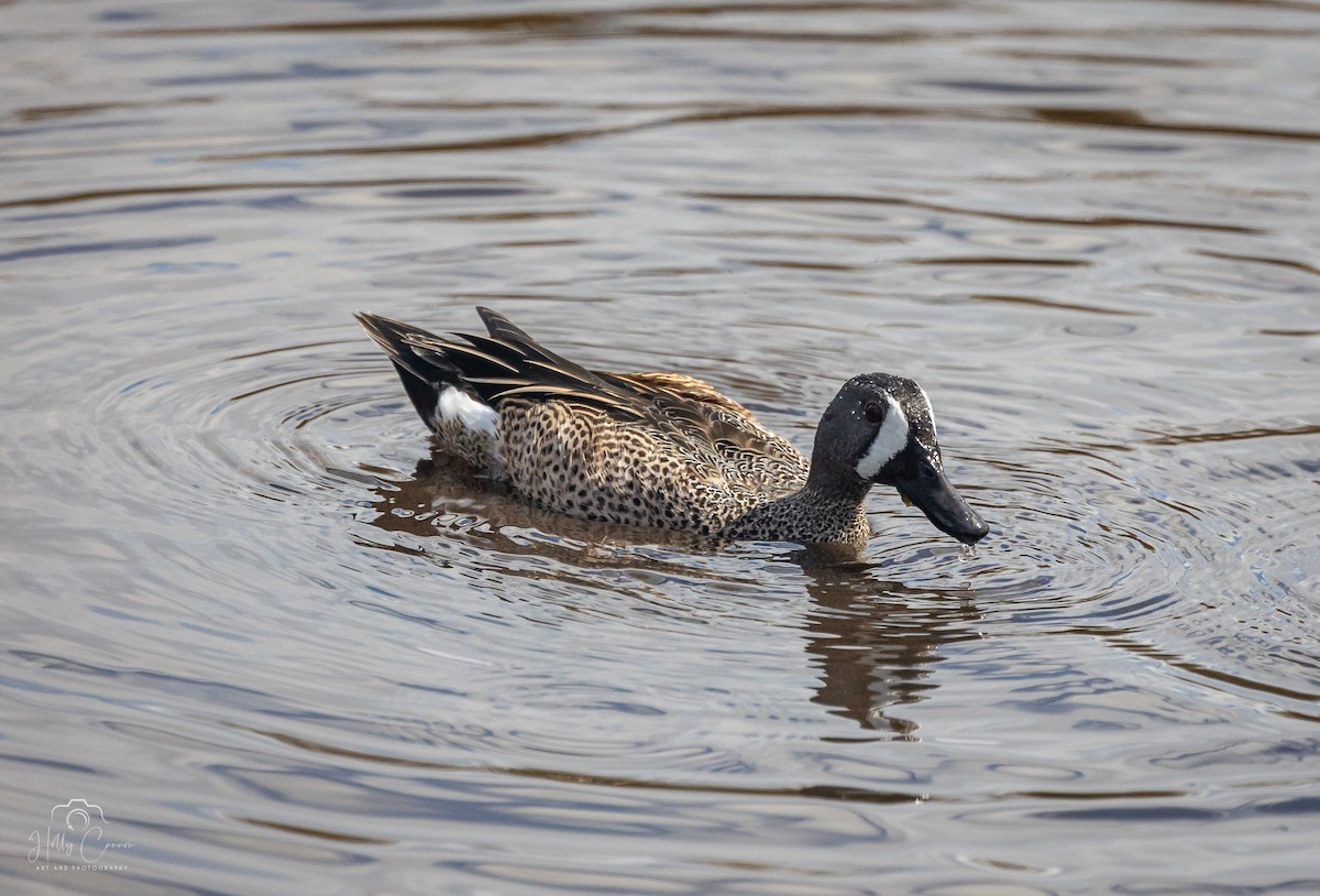 Blue-winged Teal - Holly Cannon