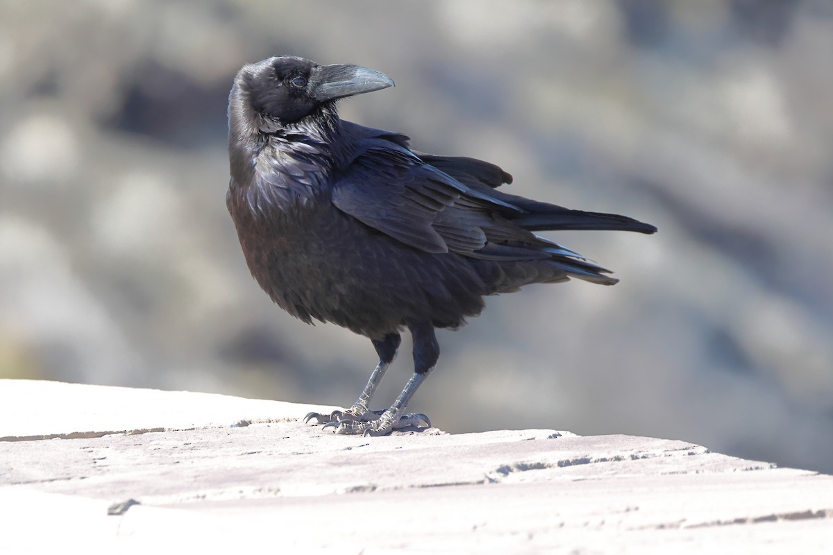 Common Raven - ML615781875
