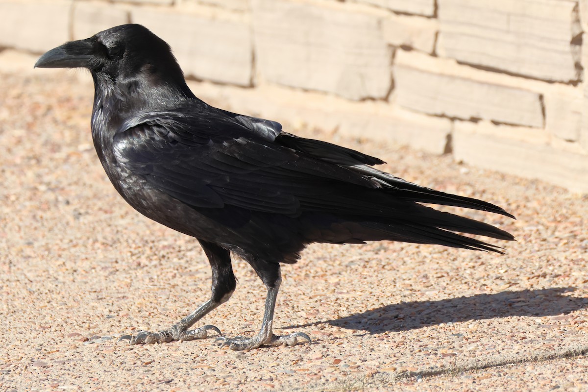 Common Raven - ML615781876