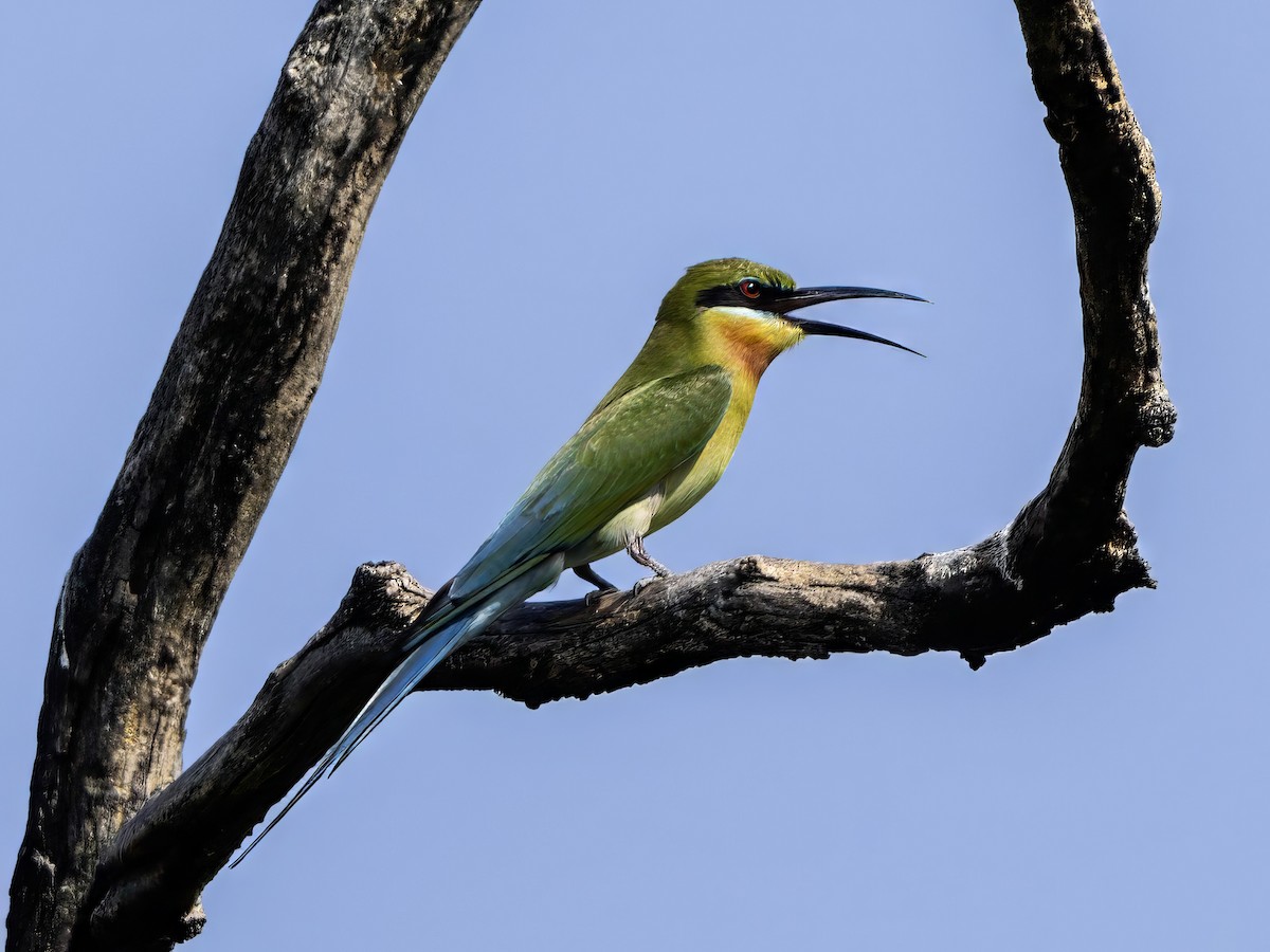 Blue-tailed Bee-eater - ML615781877