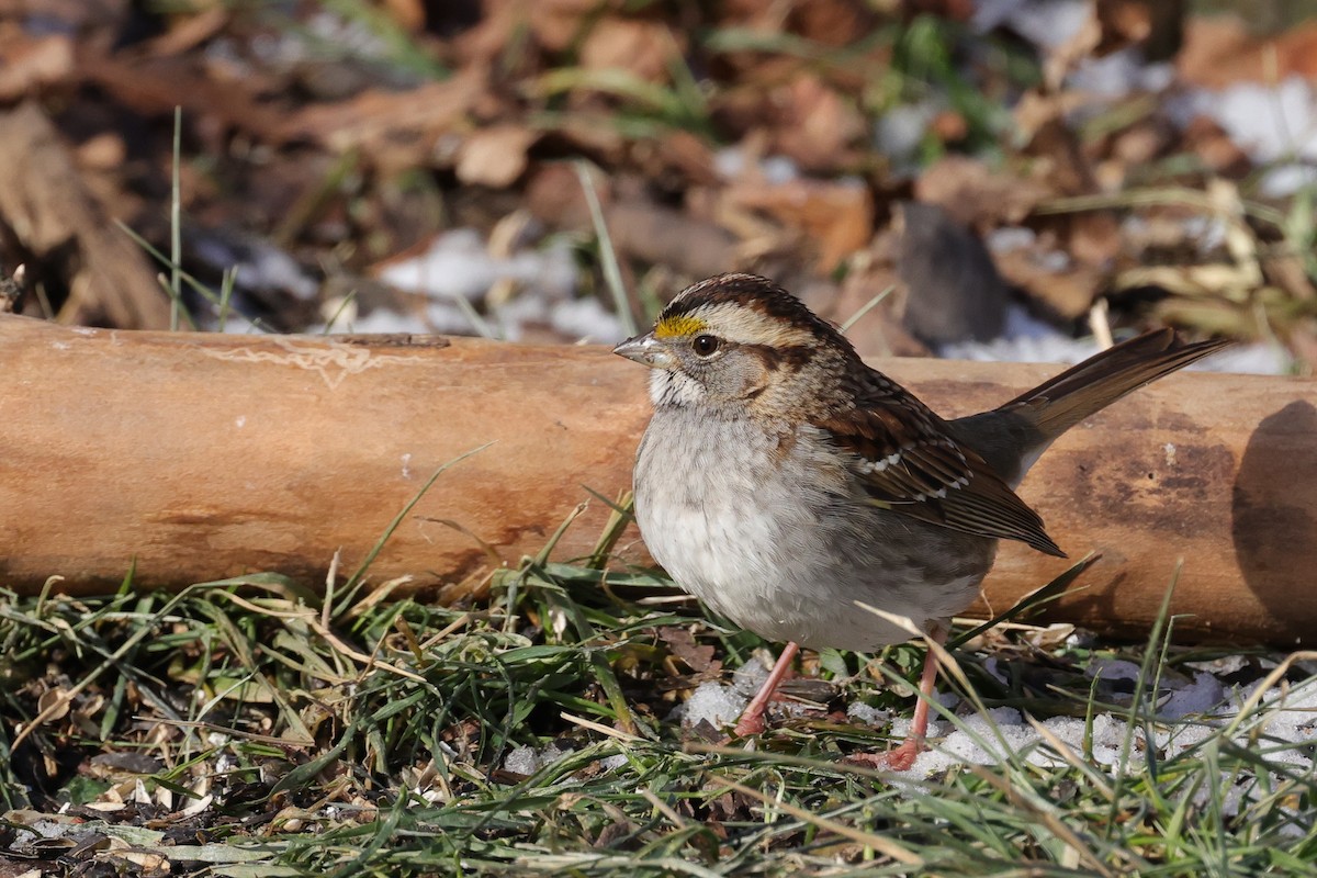 White-throated Sparrow - Robin Janson